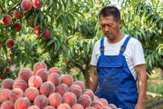 桃园盛果期急需人手，高价招工却无人响应，愁坏果农
